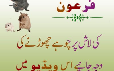 Firon Ka Qissa | Faron Ki Mout Ka  Waqia | Firon Ki Lash Par Chohe